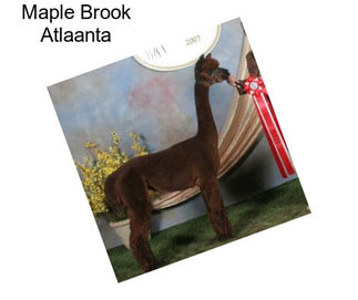 Maple Brook Atlaanta