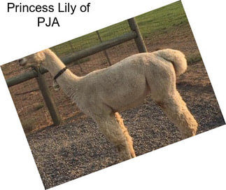 Princess Lily of PJA