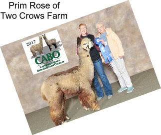 Prim Rose of Two Crows Farm