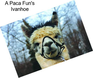 A Paca Fun\'s Ivanhoe