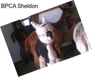 BPCA Sheldon