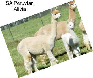 SA Peruvian Alivia