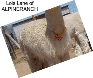 Lois Lane of ALPINERANCH