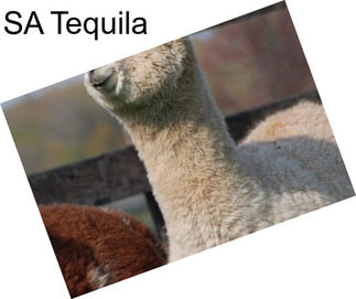 SA Tequila