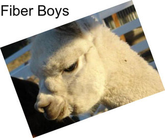 Fiber Boys