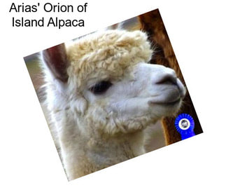 Arias\' Orion of Island Alpaca