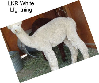 LKR White LIghtning