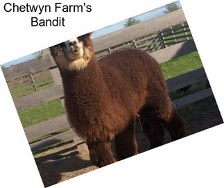Chetwyn Farm\'s Bandit