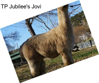 TP Jubilee\'s Jovi