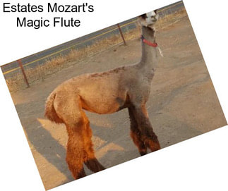 Estates Mozart\'s Magic Flute