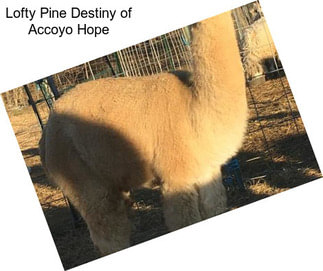 Lofty Pine Destiny of Accoyo Hope