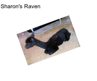 Sharon\'s Raven
