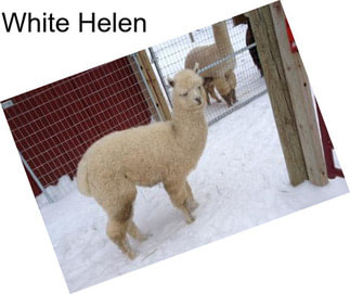 White Helen