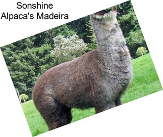 Sonshine Alpaca\'s Madeira