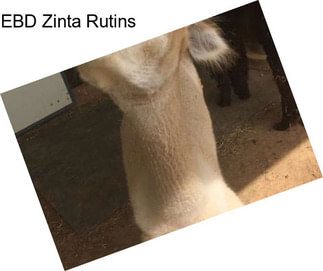 EBD Zinta Rutins