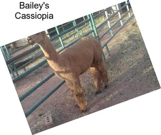 Bailey\'s Cassiopia