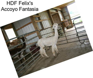 HDF Felix\'s Accoyo Fantasia