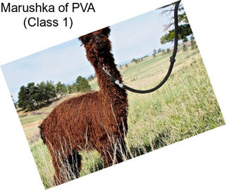 Marushka of PVA (Class 1)