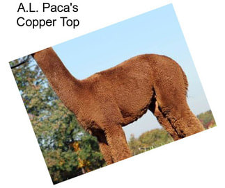 A.L. Paca\'s Copper Top
