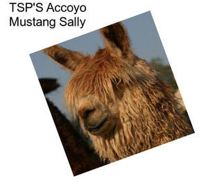 TSP\'S Accoyo Mustang Sally