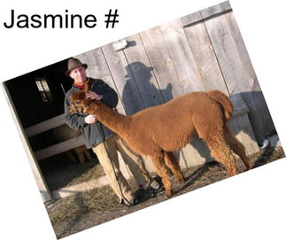 Jasmine #