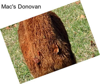 Mac\'s Donovan