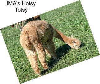 IMA\'s Hotsy Totsy