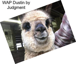 WAP Dustin by Judgment
