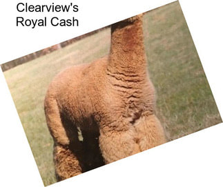 Clearview\'s Royal Cash