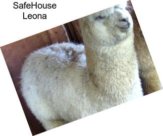 SafeHouse Leona