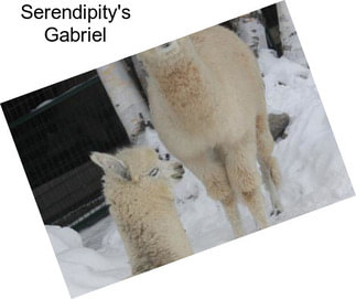 Serendipity\'s Gabriel