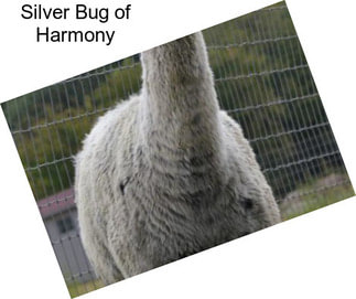 Silver Bug of Harmony