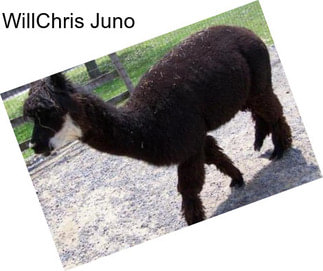 WillChris Juno