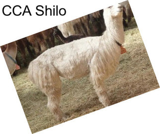 CCA Shilo