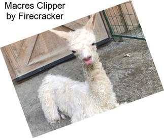 Macres Clipper by Firecracker