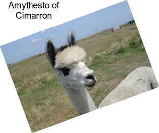 Amythesto of Cimarron