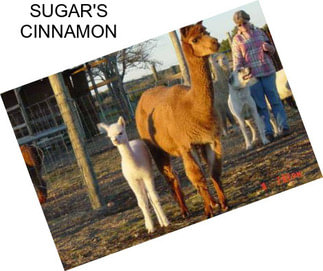 SUGAR\'S CINNAMON