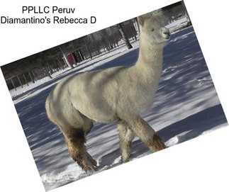 PPLLC Peruv Diamantino\'s Rebecca D