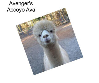 Avenger\'s Accoyo Ava