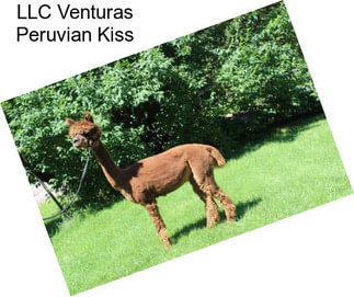 LLC Venturas Peruvian Kiss