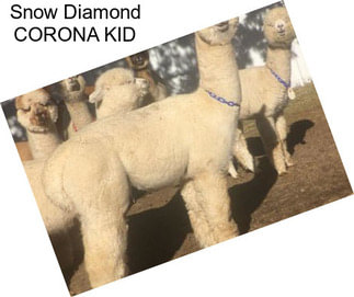 Snow Diamond CORONA KID