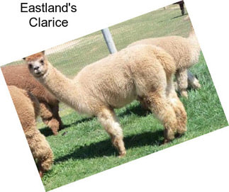 Eastland\'s Clarice