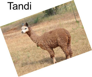 Tandi