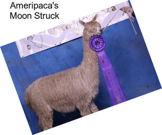 Ameripaca\'s Moon Struck