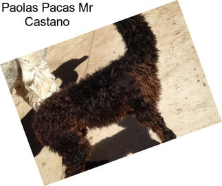 Paolas Pacas Mr Castano