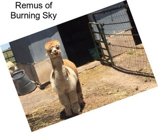 Remus of Burning Sky