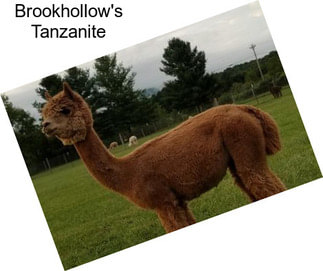 Brookhollow\'s Tanzanite