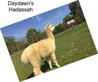 Daydawn\'s Hadassah