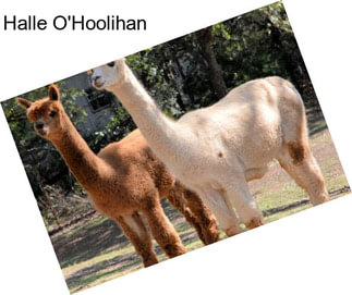 Halle O\'Hoolihan