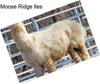Moose Ridge Iles